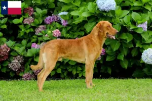 Read more about the article Chesapeake Bay Retriever breeders and puppies in Texas