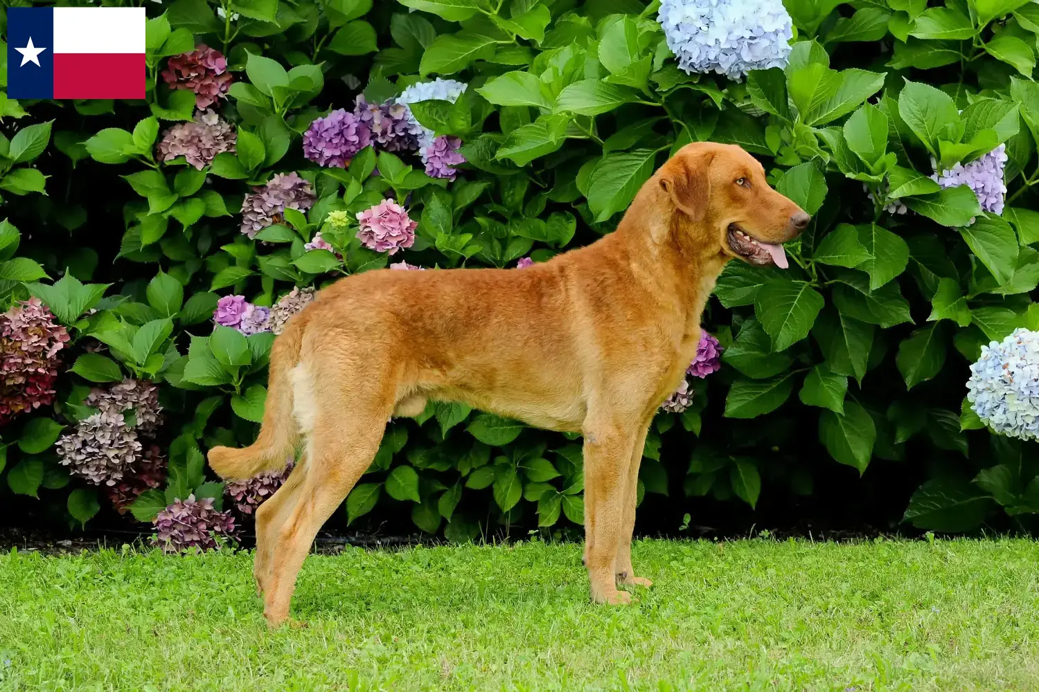 Read more about the article Chesapeake Bay Retriever breeders and puppies in Texas