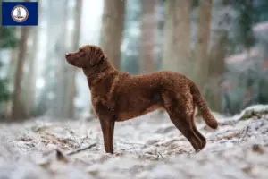 Read more about the article Chesapeake Bay Retriever breeders and puppies in Virginia