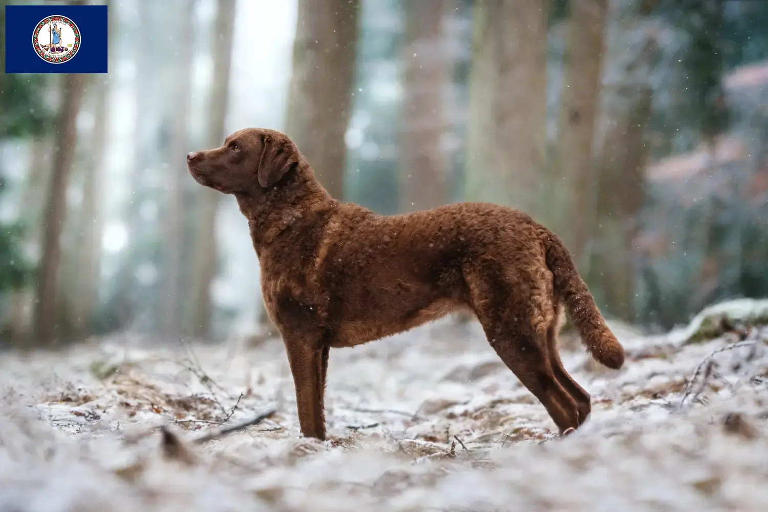 Chesapeake Bay Retriever puppies and breeders Virginia Find Chesapeake Bay Retriever breeders in Virginia.