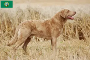 Read more about the article Chesapeake Bay Retriever breeders and puppies in Washington