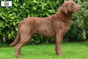 Read more about the article Chesapeake Bay Retriever Breeders and Puppies in West Virginia