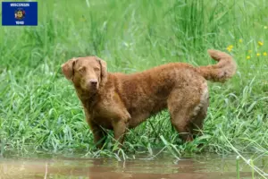 Read more about the article Chesapeake Bay Retriever breeders and puppies in Wisconsin
