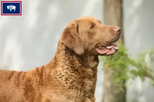 Read more about the article Chesapeake Bay Retriever breeders and puppies in Wyoming