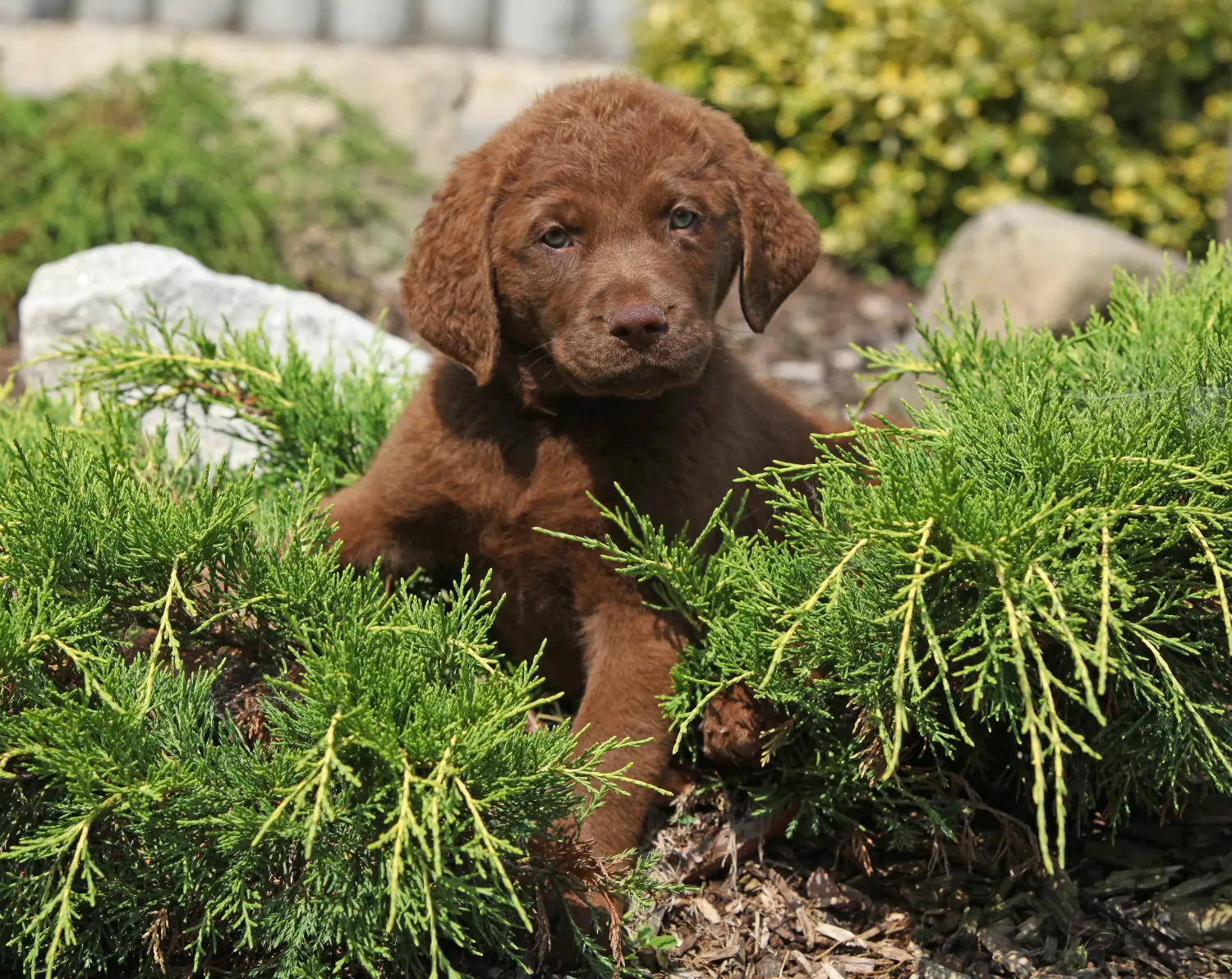 Buying a Chesapeake Bay Retriever puppy means taking responsibility! Buy Chesapeake Bay Retriever puppies.