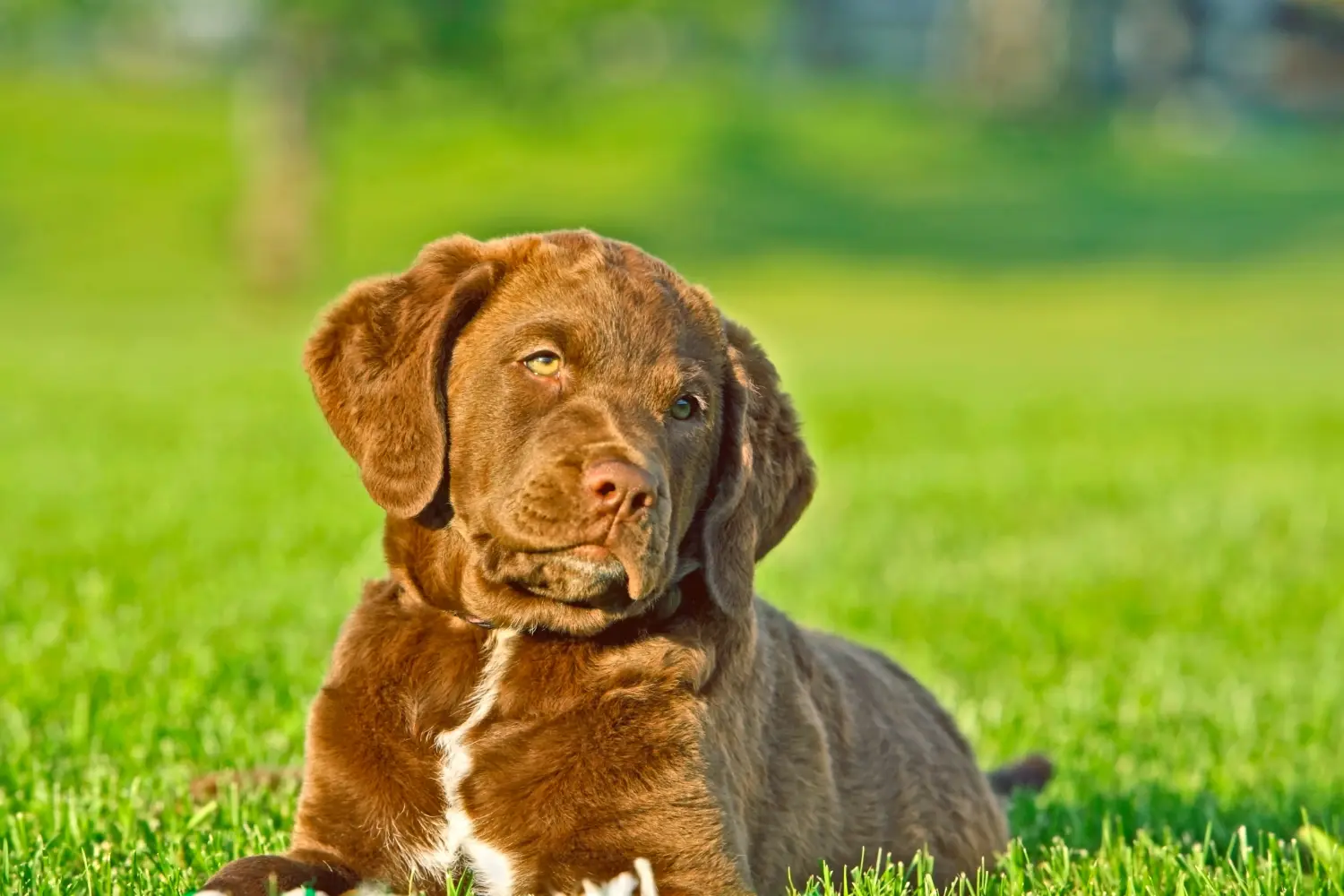 Buying a Chesapeake Bay Retriever puppy means taking responsibility! Buy Chesapeake Bay Retriever puppies.