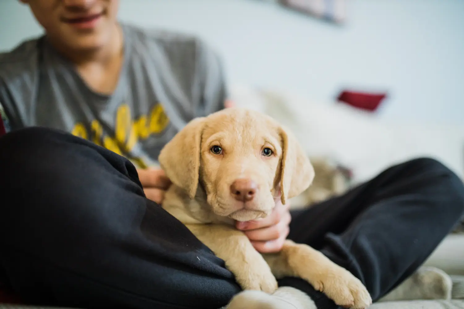 Buying a Chesapeake Bay Retriever puppy means taking responsibility! Buy Chesapeake Bay Retriever puppies.