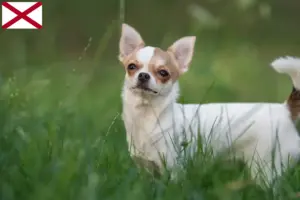 Read more about the article Chihuahua breeders and puppies in Alabama