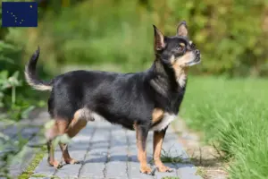 Read more about the article Chihuahua breeders and puppies in Alaska