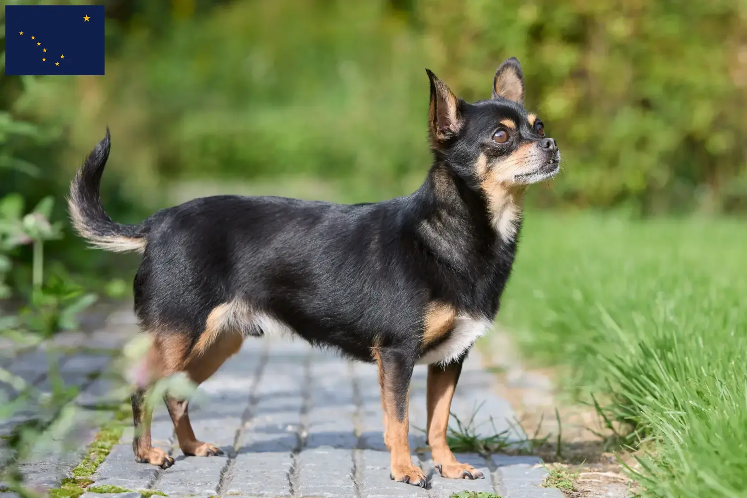 Chihuahua puppies and breeders Alaska Find Chihuahua breeders in Alaska.
