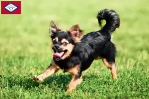 Read more about the article Chihuahua breeders and puppies in Arkansas