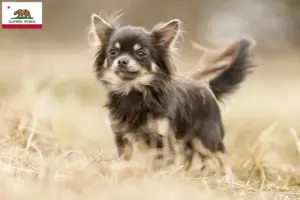 Read more about the article Chihuahua breeders and puppies in California