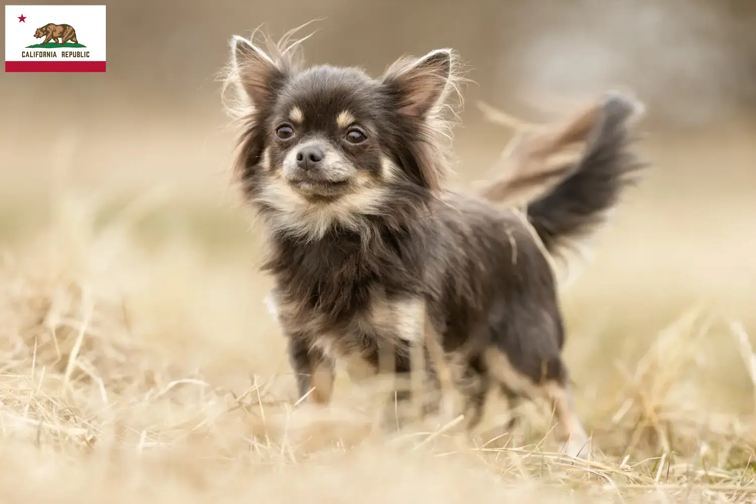 Chihuahua puppies and breeder California Find Chihuahua breeders in California.