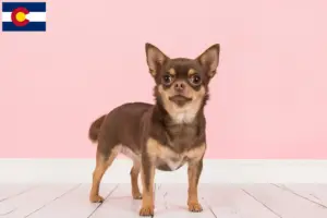 Read more about the article Chihuahua breeders and puppies in Colorado