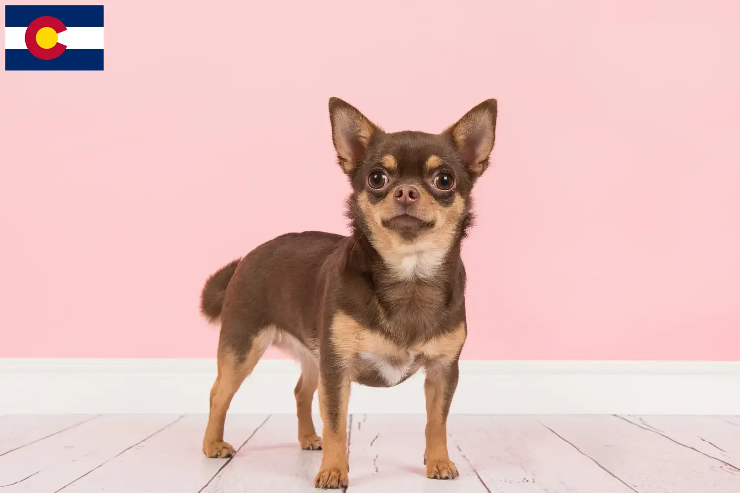 Chihuahua puppies and breeders Colorado Find Chihuahua breeders in Colorado.