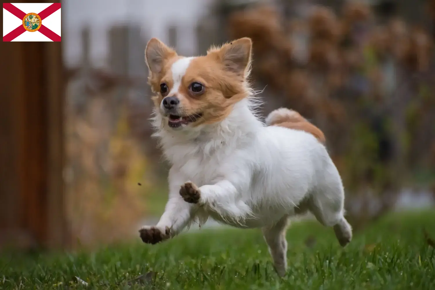 Chihuahua puppies and breeders Florida Find Chihuahua breeders in Florida here.