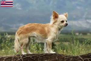 Read more about the article Chihuahua breeders and puppies in Hawaii