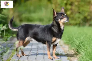 Read more about the article Chihuahua breeders and puppies in Illinois