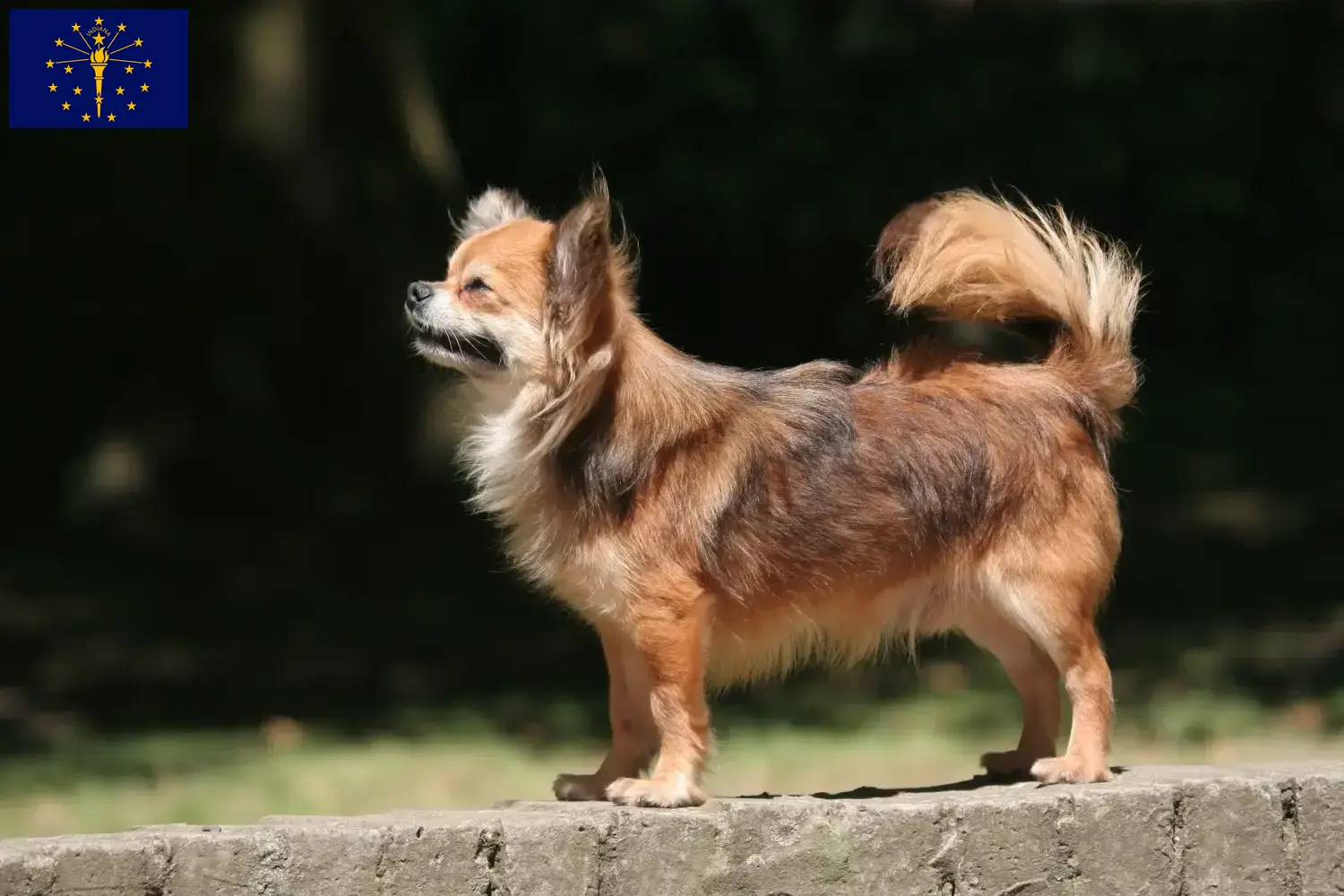 Chihuahua puppies and breeders Indiana Find Chihuahua breeders in Indiana.