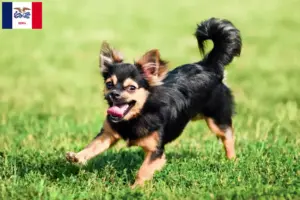 Read more about the article Chihuahua breeders and puppies in Iowa