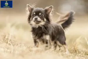 Read more about the article Chihuahua breeders and puppies in Kansas