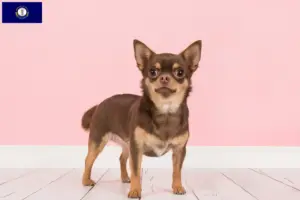 Read more about the article Chihuahua breeders and puppies in Kentucky