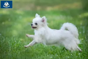 Read more about the article Chihuahua breeders and puppies in Louisiana