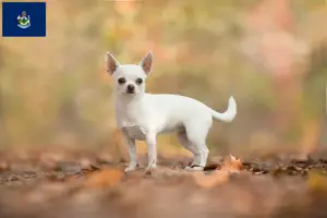 Read more about the article Chihuahua breeders and puppies in Maine