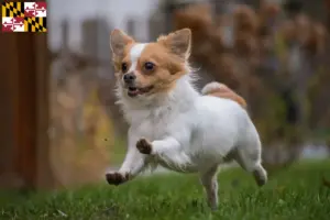Read more about the article Chihuahua breeders and puppies in Maryland