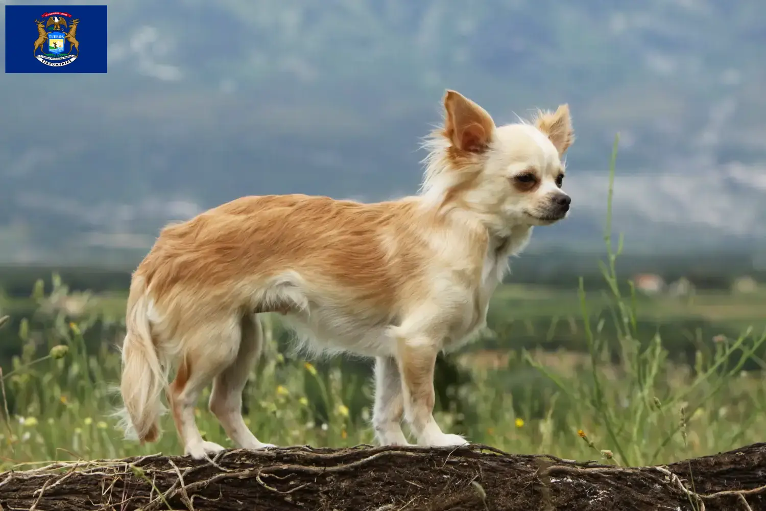 Chihuahua puppies and breeders Michigan Find Chihuahua breeders in Michigan.