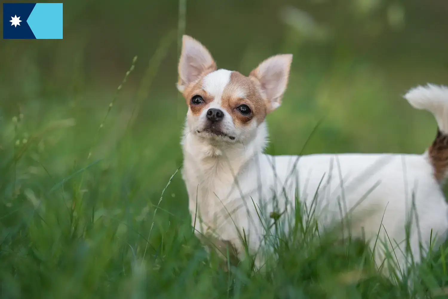 Chihuahua puppies and breeders Minnesota Find Chihuahua breeders in Minnesota.