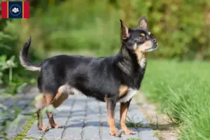 Read more about the article Chihuahua breeders and puppies in Mississippi