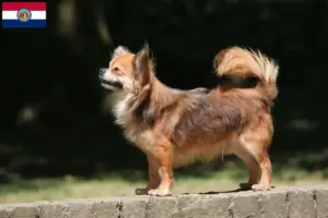 Read more about the article Chihuahua breeders and puppies in Missouri