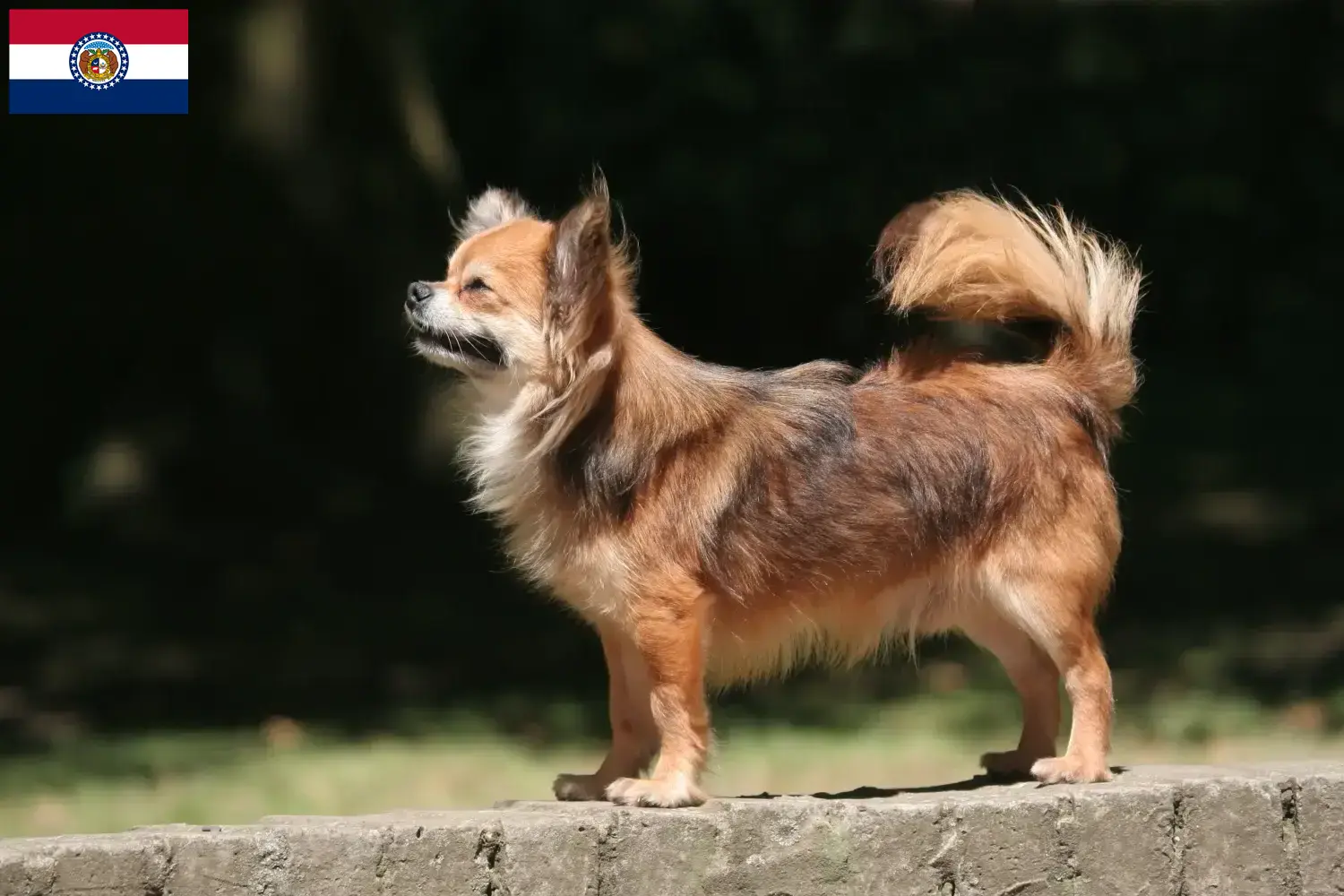 Chihuahua puppies and breeders Missouri Find Chihuahua breeders in Missouri here.
