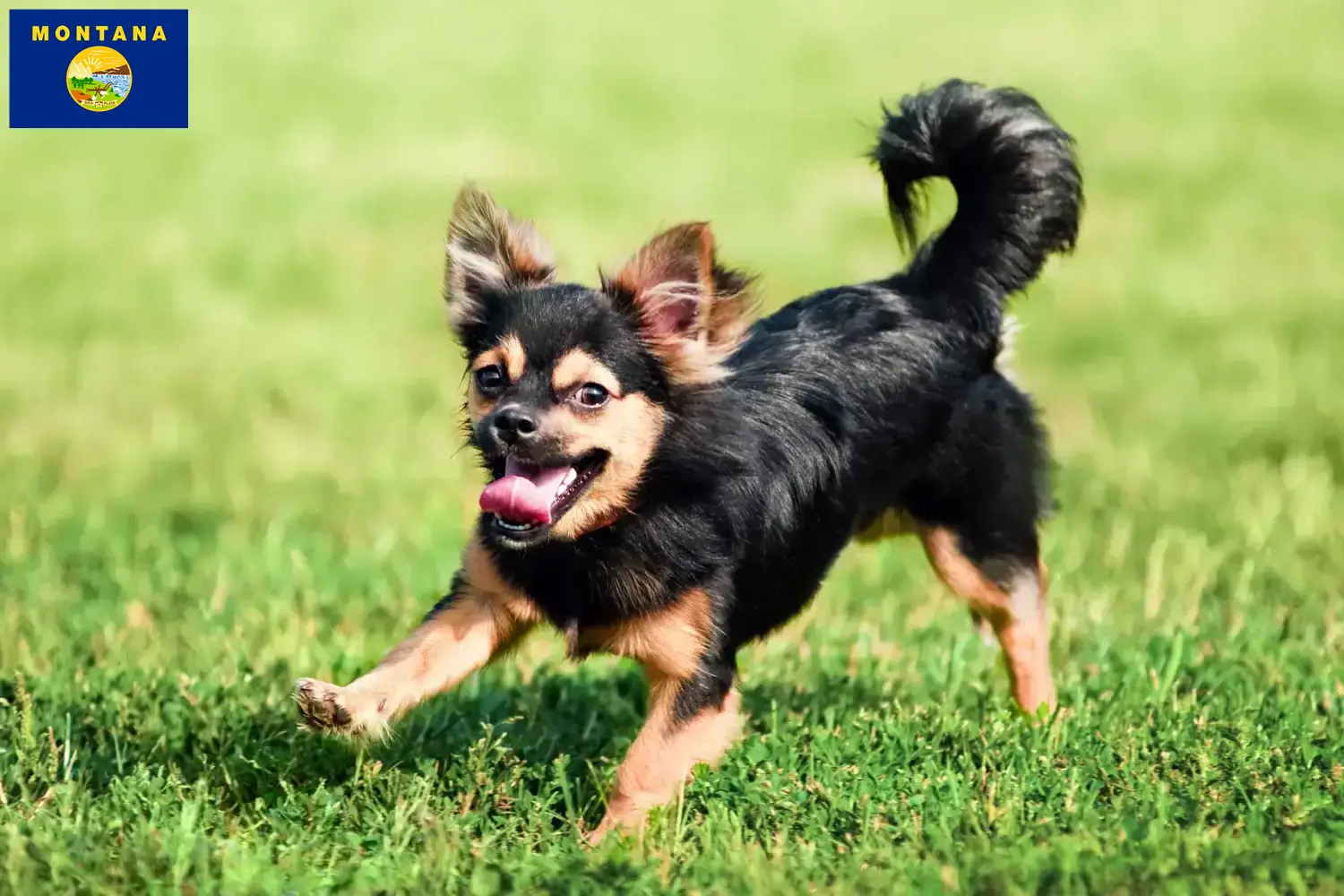 Chihuahua puppies and breeder Montana Find Chihuahua breeders in Montana.