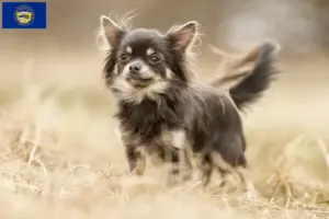 Read more about the article Chihuahua breeders and puppies in Nebraska