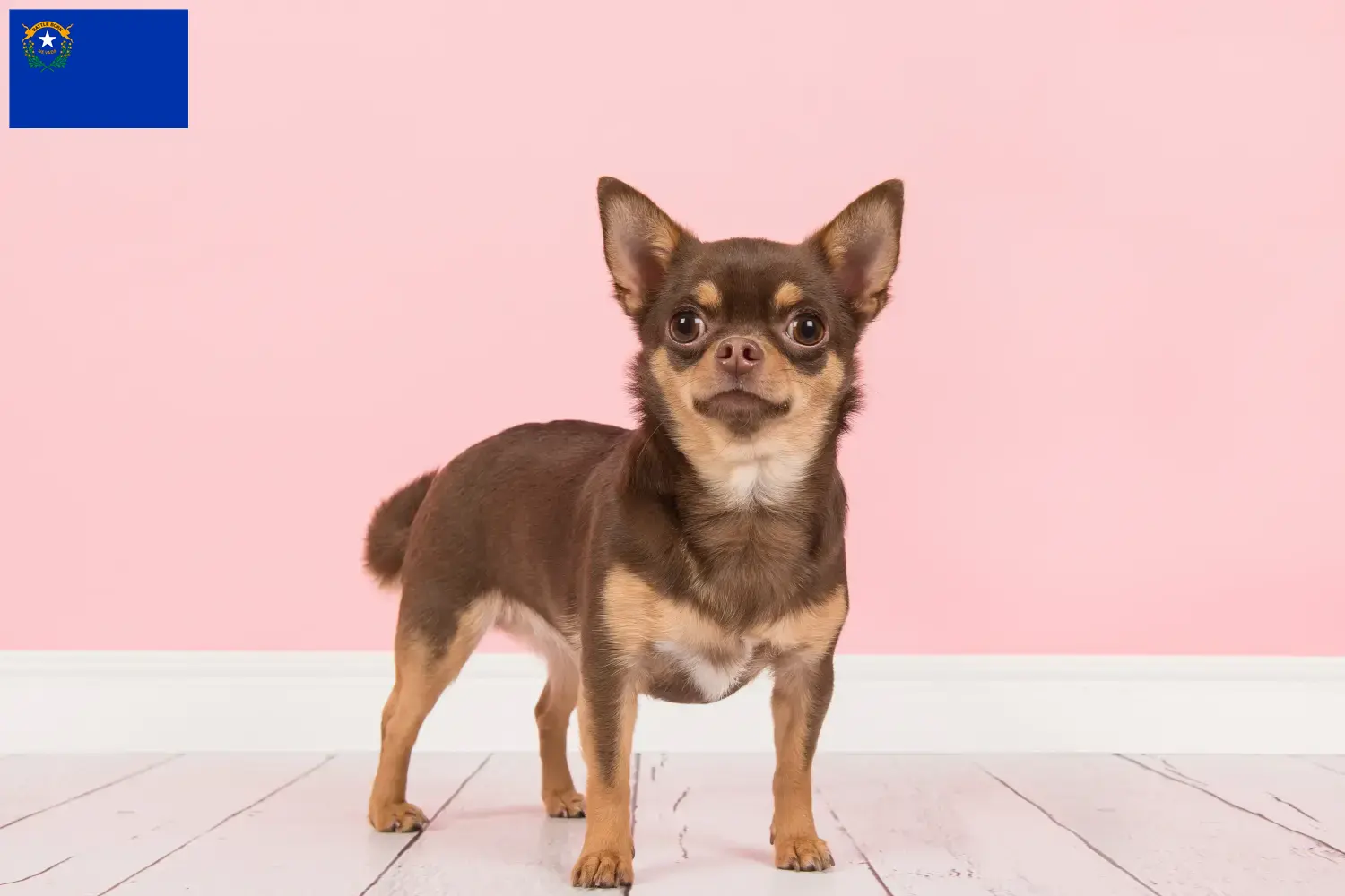 Chihuahua puppies and breeders Nevada Find Chihuahua breeders in Nevada.