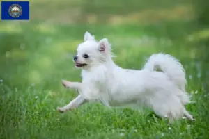 Read more about the article Chihuahua breeders and puppies in New Hampshire