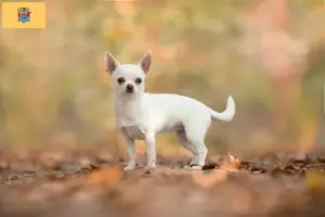 Read more about the article Chihuahua breeders and puppies in New Jersey