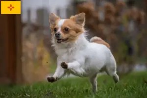Read more about the article Chihuahua breeders and puppies in New Mexico