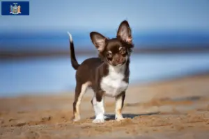 Read more about the article Chihuahua breeders and puppies in New York