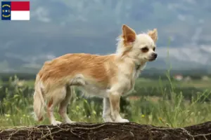 Read more about the article Chihuahua breeders and puppies in North Carolina