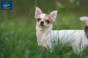 Read more about the article Chihuahua breeders and puppies in North Dakota
