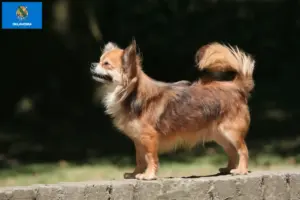 Read more about the article Chihuahua breeders and puppies in Oklahoma