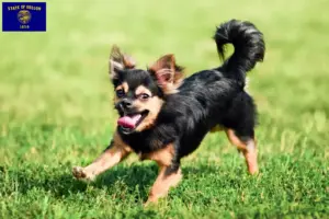 Read more about the article Chihuahua breeders and puppies in Oregon
