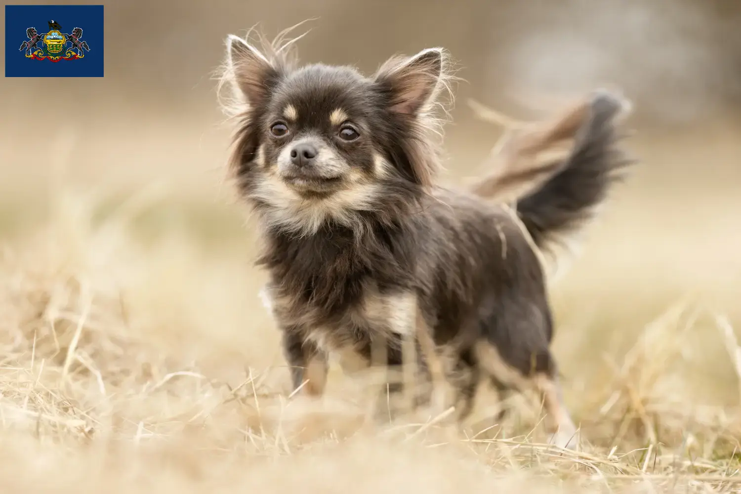 Chihuahua puppies and breeders Pennsylvania Find Chihuahua breeders in Pennsylvania.