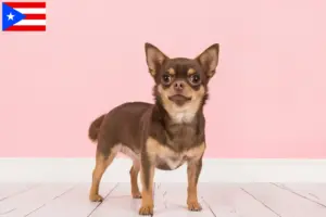 Read more about the article Chihuahua breeders and puppies in Puerto Rico