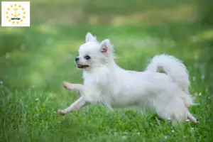 Read more about the article Chihuahua breeders and puppies in Rhode Island
