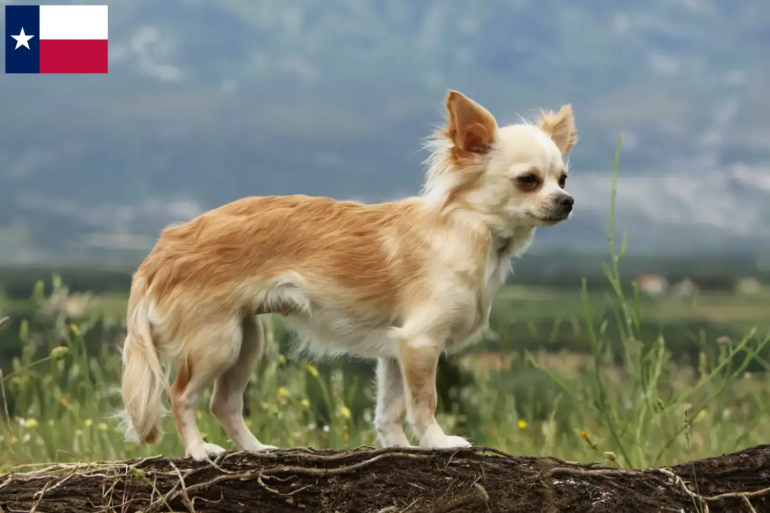 Chihuahua puppies and breeders Texas Find Chihuahua breeders in Texas.