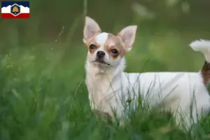Read more about the article Chihuahua breeders and puppies in Utah